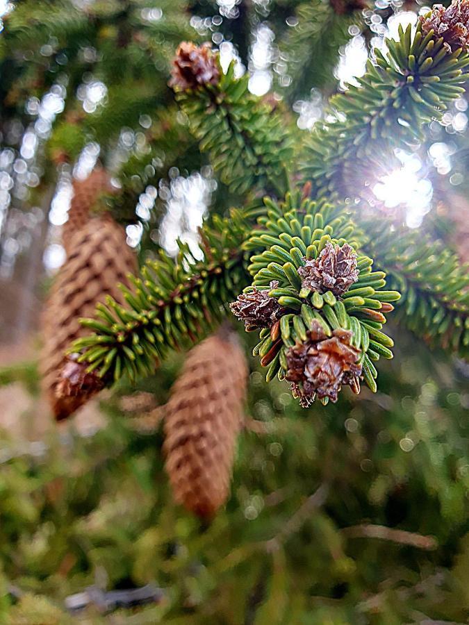 Готель Domeniul Acasa In Vadu Izei Maramu Екстер'єр фото